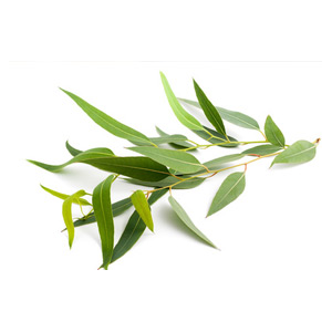 eucalyptus citronné