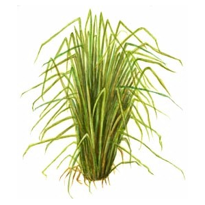 vetiver