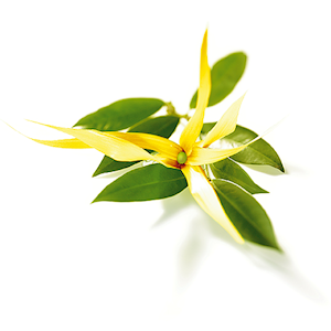 ylang-ylang