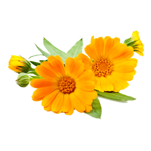 calendula