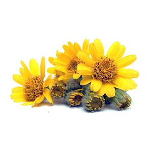 arnica