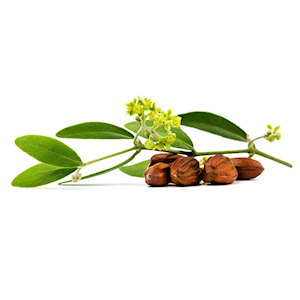 jojoba