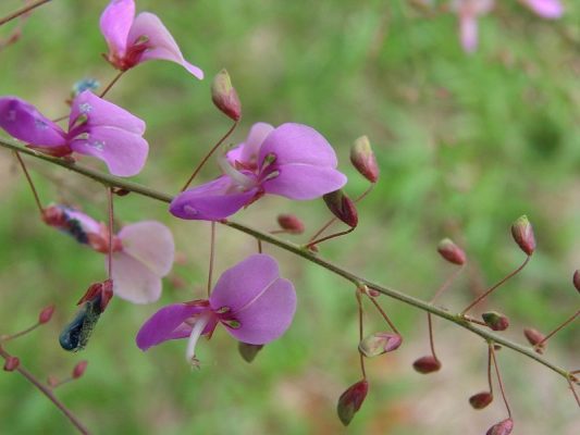 desmodium