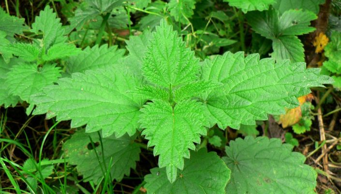 Ortie Piquante Extrait Fluide Glycériné (EFGM) - La naturopattes