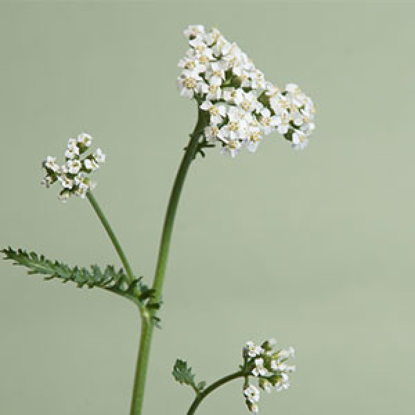 Petit pot fleuri de Fleurs séchées Célosie x Achillée - Composition fleurs