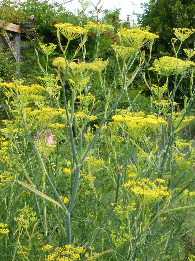 Graines de Fenouil vivace - Semences de Foeniculum vulgare