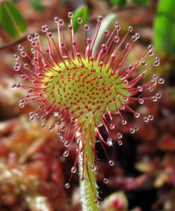 drosera