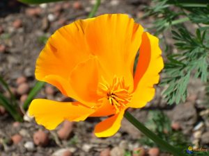 Eschscholzia