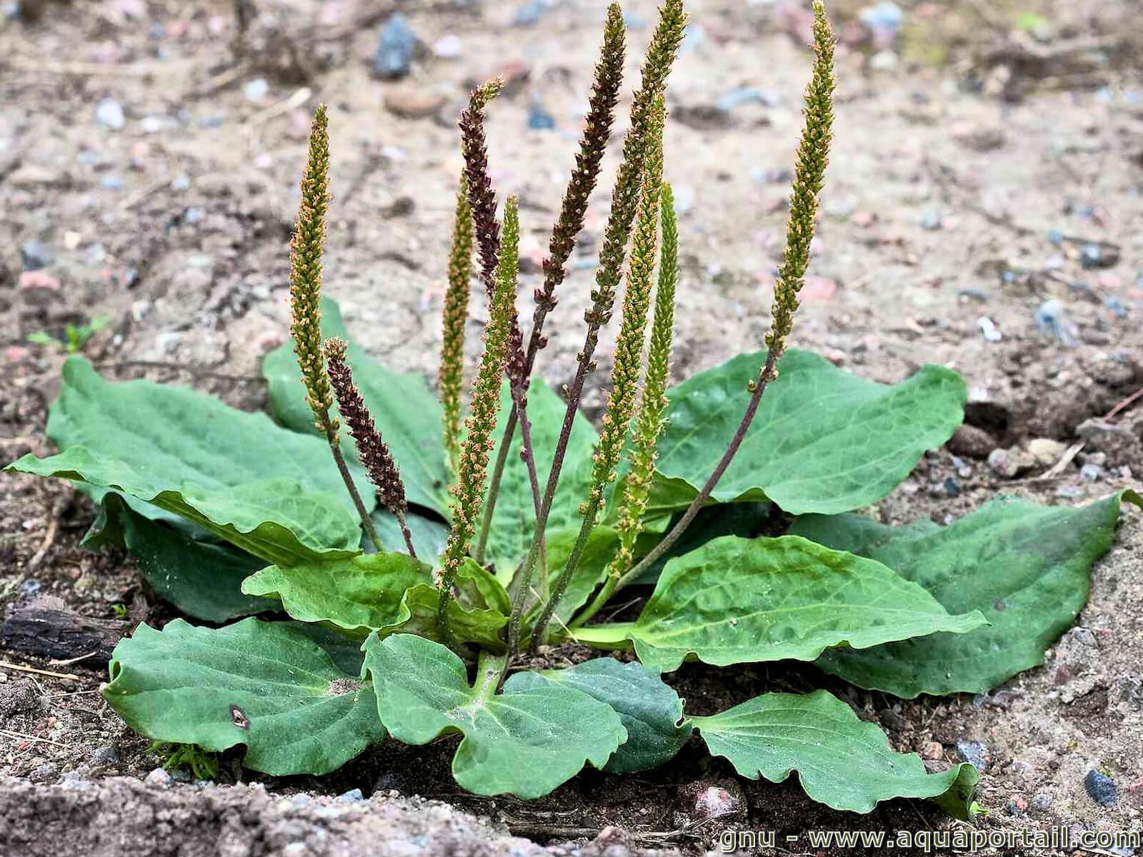 plantain majeur